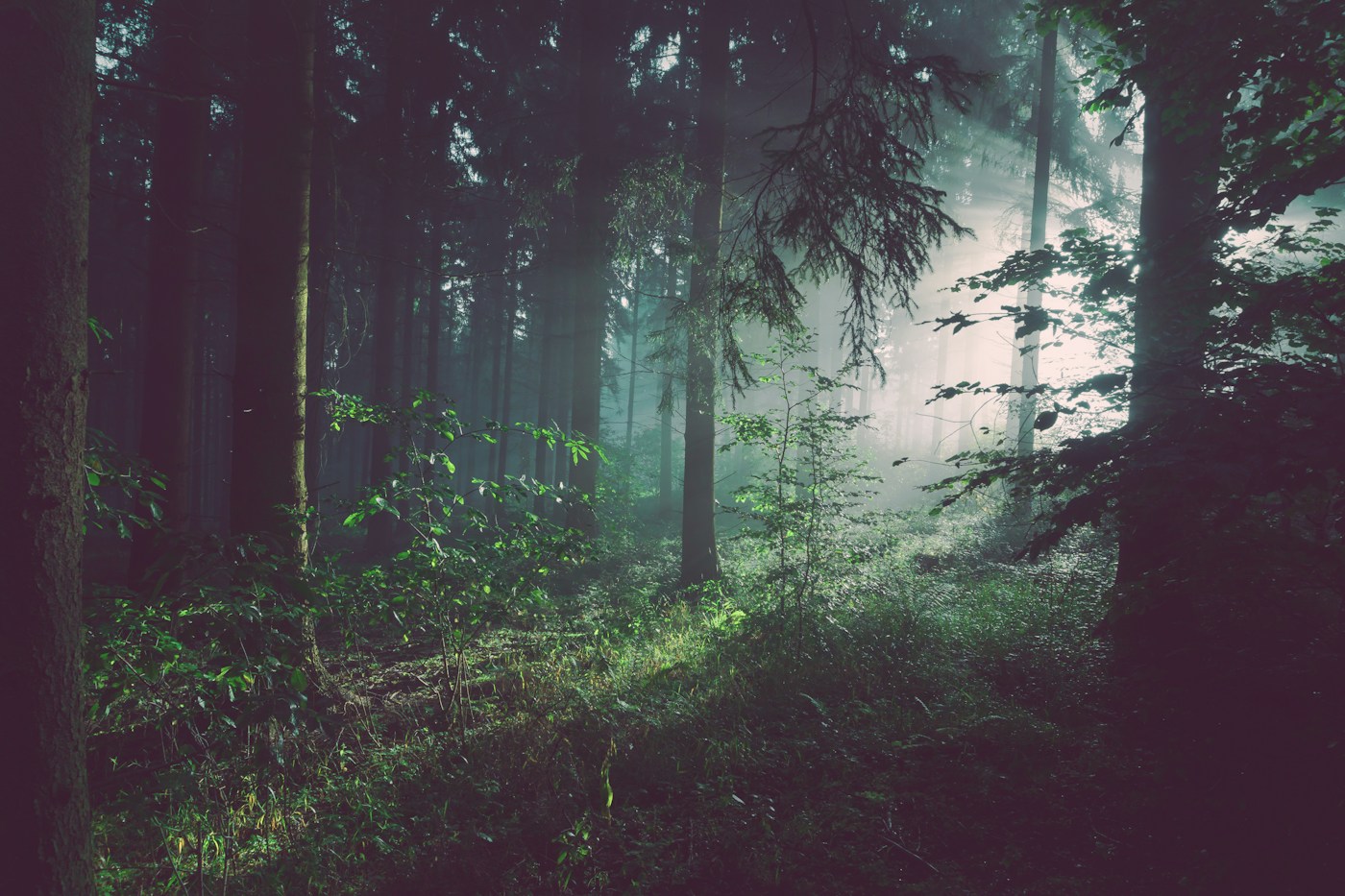 Forest landscape